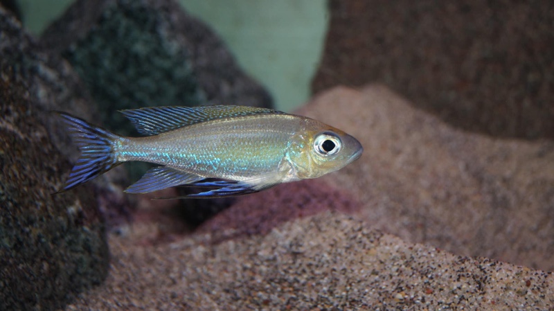 Cyathopharynx furcifer 'Sibwesa'